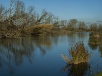 NL, Noord-Brabant, Altena, Boomgat 10, Saxifraga-Marijke Verhagen