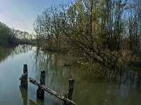 NL, Noord-Brabant, Altena, Boomgat 12, Saxifraga-Marijke Verhagen