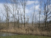 NL, Noord-Brabant, Altena, Boomgat 4, Saxifraga-Willem van Kruijsbergen