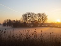 Polder in Dutch Biesbosch National Park covered by fog during sunrise  Polder in Dutch Biesbosch National Park covered by fog during sunrise : Biesbosch National Park, Biesbosch, national park, np, dutch, holland, Netherlands, Europe, European, polder, grass, grassland, rural, rural landscape, non-urban scene, rural scene, outside, outdoors, nobody, no people, sky, pasture, agriculture, agricultural, meadow, winter, wintertime, tree, trees, blue sky, north brabant, sunrise, dawn, early morning, sun, cold colors, silhouette, silhoutted