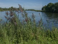 NL, Noord-Brabant, Altena, Gat van Loopgauw 2, Saxifraga-Jan van der Straaten