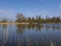 Landscape of Biesbosch National Park, Netherlands  Landscape of Biesbosch National Park, Netherlands : Biesbosch, creek, Dutch, Holland, landscape, marsh, national park, natural, nature, Netherlands, North Brabant, NP, reflection, rural landscape, swamp, tree, trees, water, wetland, willow, winter, wintertime