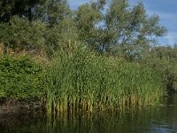 NL, Noord-Brabant, Altena, Gat van den Hardenhoek 1, Saxifraga-Jan van der Straaten