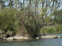 NL, Noord-Brabant, Altena, Gat van den Kleinen Hil 55, Saxifraga-Annemiek Bouwman