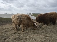 NL, Noord-Brabant, Altena, Japesloot 11, Saxifraga-Willem van Kruijsbergen