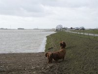 NL, Noord-Brabant, Altena, Japesloot 13, Saxifraga-Willem van Kruijsbergen