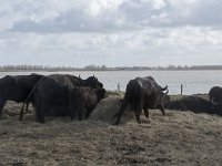 NL, Noord-Brabant, Altena, Japewaard, Waterbuffel 1, Saxifraga-Willem van Kruijsbergen