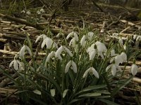 NL, Noord-Brabant, Altena, Klein Maltha 3, Saxifraga-Jan van der Straaten