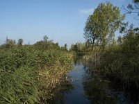 NL, Noord-Brabant, Altena, Kornsche Boezem 13, Saxifraga-Jan van der Straaten