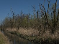 NL, Noord-Brabant, Altena, Kornsche Boezem 31, Saxifraga-Marijke Verhagen