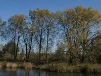 NL, Noord-Brabant, Altena, Middelste Gat van het Zand 3, Saxifraga-Jan van der Straaten