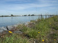 NL, Noord-Brabant, Altena, Nieuwe Merwede 8, Saxifraga-Annemiek Bouwman