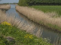 NL, Noord-Brabant, Altena, Oude Maasje 2, Saxifraga-Jan van der Straaten