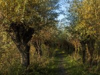 NL, Noord-Brabant, Altena, Pannekoek 16, Saxifraga-Marijke Verhagen