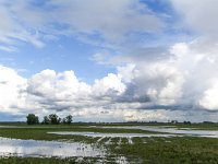 NL, Noord-Brabant, Altena, Polder Groote Muggenwaard 1, Saxifraga-Bart Vastenhouw