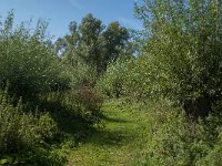 NL, Noord-Brabant, Altena, Polder Het Jannezand 5, Saxifraga-Jan van der Straaten