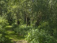 NL, Noord-Brabant, Altena, Polder Het Jannezand 6, Saxifraga-Jan van der Straaten