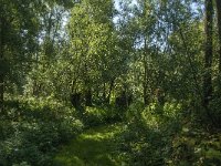 NL, Noord-Brabant, Altena, Polder Het Jannezand 9, Saxifraga-Jan van der Straaten