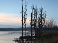 Natuurontwikkeling Biesbosch Jantjesplaat