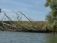 NL, Noord-Brabant, Altena, Polder Jantjesplaat 3, Saxifraga-Jan van der Straaten