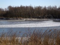 NL, Noord-Brabant, Altena, Polder Jantjesplaat 3, Saxifraga-Roel Meijer