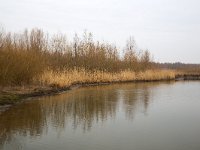 Nature development in Biesbosch National Park, North Brabant, Netherlands  Nature development in Biesbosch National Park, North Brabant, Netherlands : Biesbosch, national park, np, nature reserve, protected area, nature, natural, wetland, Europe, European, Dutch, Netherlands, North Brabant, winter, wintertime, mirroring, reflection, reflected, sky, no people, nobody, rural landscape, rural scene, non-urban scene, water, lake, nature development, nature restoration, tree, trees, reed, Jantjesplaat