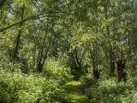 NL, Noord-Brabant, Altena, Polder Prik- en Schanswaard 7, Saxifraga-Jan van der Straaten