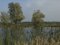 NL, Noord-Brabant, Altena, Pompveld 15, Saxifraga-Jan van der Straaten