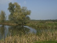 NL, Noord-Brabant, Altena, Pompveld 17, Saxifraga-Jan van der Straaten