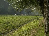 NL, Noord-Brabant, Altena, Pompveld 20, Saxifraga-Jan van der Straaten