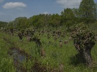 NL, Noord-Brabant, Altena, Pompveld 38, Saxifraga-Jan van der Straaten