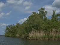 NL, Noord-Brabant, Altena, Ruigt 17, Saxifraga-Jan van der Straaten