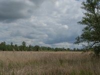 NL, Noord-Brabant, Altena, Ruwenhennip 15, Saxifraga-Jan van der Straaten