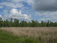 NL, Noord-Brabant, Altena, Ruwenhennip 18, Saxifraga-Jan van der Straaten