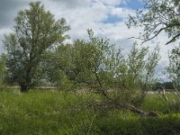 NL, Noord-Brabant, Altena, Ruwenhennip 21, Saxifraga-Jan van der Straaten