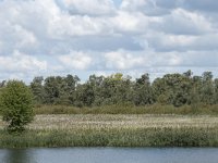 NL, Noord-Brabant, Altena, Ruwenhennip 47, Saxifraga-Willem van Kruijsbergen