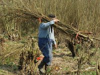 NL, Noord-Brabant, Altena, Spieringpolder 1, Saxifraga-Jan van der Straaten