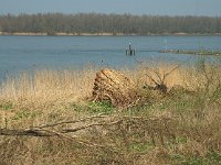 NL, Noord-Brabant, Altena, Spieringpolder 9, Saxifraga-Jan van der Straaten