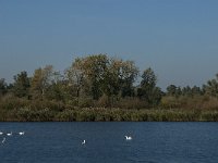 NL, Noord-Brabant, Altena, Spijkerboor 11, Saxifraga-Jan van der Straaten