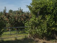 NL, Noord-Brabant, Altena, Verrezen Polder 1, Saxifraga-Jan van der Straaten