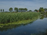 NL, Noord-Brabant, Altena, Vierbansche Gantel 2, Saxifraga-Jan van der Straaten