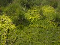 NL, Noord-Brabant, Asten, Astensche Peel 2, Saxifraga-Marijke Verhagen