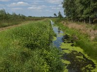 NL, Noord-Brabant, Asten, Eeuwelsche Loop 2, Saxifraga-Marijke Verhagen