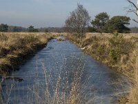 NL, Noord-Brabant, Asten, Groote Peel 1, Saxifraga-Marijke Verhagen