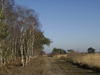 NL, Noord-Brabant, Asten, Groote Peel 25, Saxifraga-Jan van der Straaten