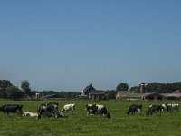 NL, Noord-Brabant, Asten, Kokmeeuwenweg 1, Saxifraga-Marijke Verhagen