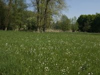 NL, Noord-Brabant, Baarle-Nassau, Baarlebrug 10, Saxifraga-Jan van der Straaten