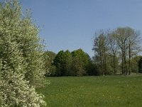 NL, Noord-Brabant, Baarle-Nassau, Baarlebrug 12, Saxifraga-Jan van der Straaten