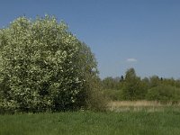 NL, Noord-Brabant, Baarle-Nassau, Baarlebrug 14, Saxifraga-Jan van der Straaten