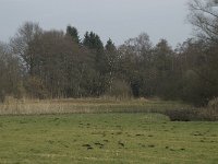 NL, Noord-Brabant, Baarle-Nassau, Baarlebrug 19, Saxifraga-Willem van Kruijsbergen